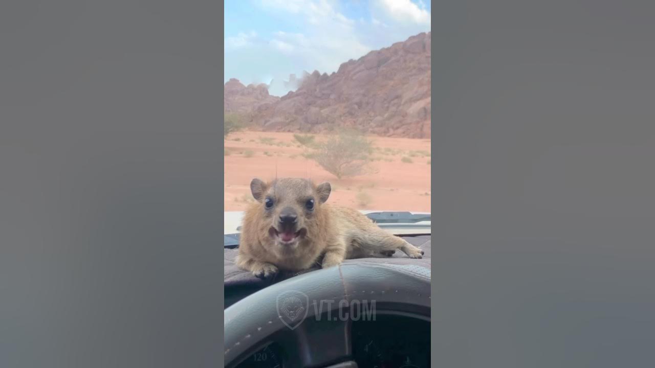 Somehow The Desert Stopped His Screaming 😡🤯