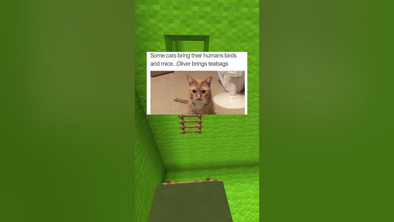 Cute Pet Memes!