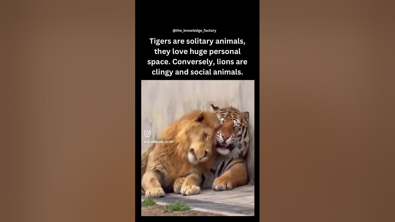 Lions and tigers and cuddles oh my!