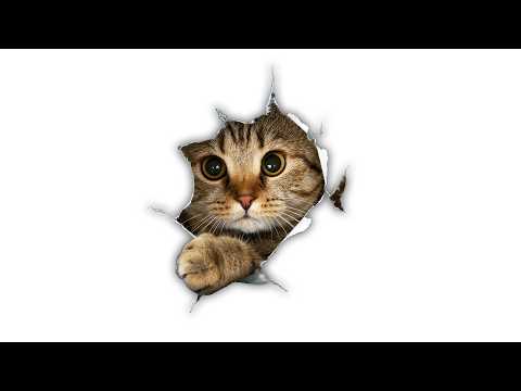 SILLY CAT