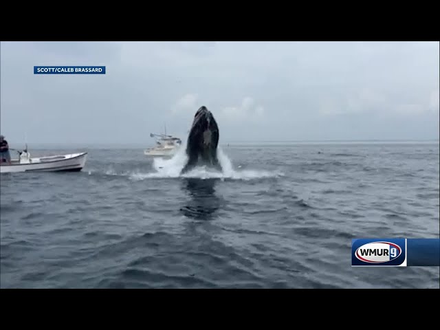 New video shows whale after it hit boat off Portsmouth, New Hampshire